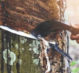 Cạo Mủ Cao Su Đúng Kỹ Thuật – Tăng Năng Suất, Bảo Vệ Cây