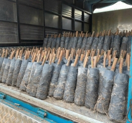 Bầu Cao Su Giống: Giải Pháp Trồng Cao Su Năng Suất Cao